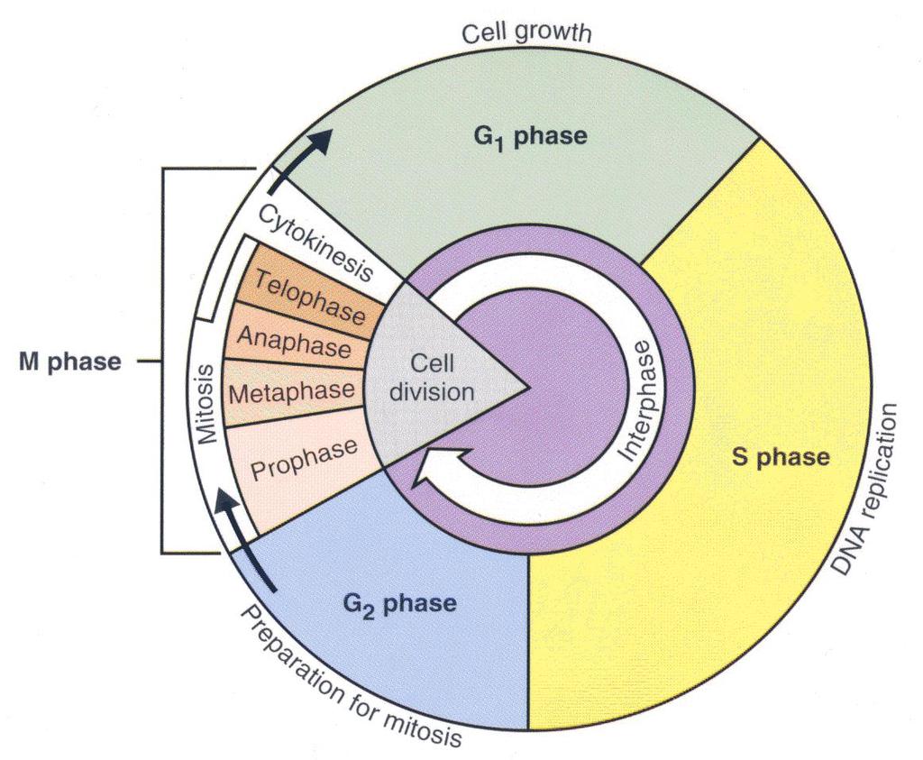 CELL CYCLE IS THE SERIES OF EVENTS THAT TAKE PLACE IN A CELL LEADING TO ITS DIVISION AND DUPLICATION (REPLICATION) THAT