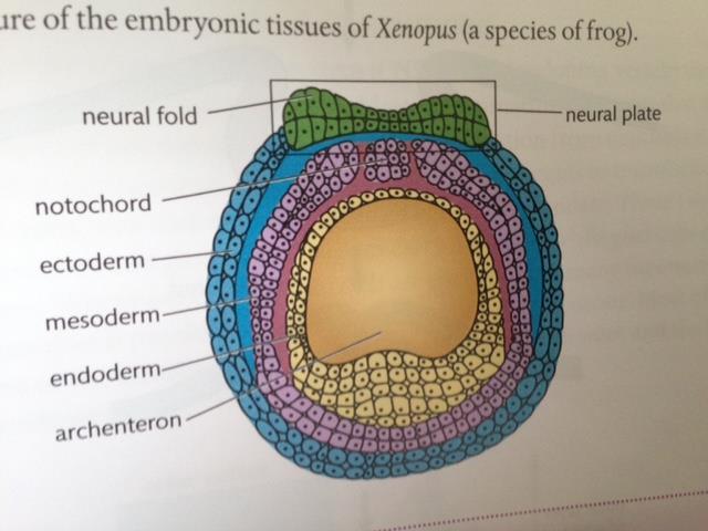Embryonic Tissues of Xenopus (a frog species) You should be able to draw and label this diagram.
