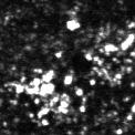 endosomes caveolin-1-gfp cavin-1-mch streptavidin   endosomes.