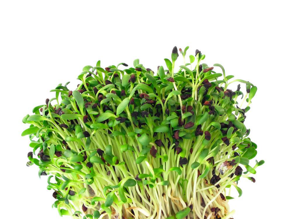 Growing Conditions Because of its huge root system, alfalfa is an extremely adaptable plant and is very drought-resistant.