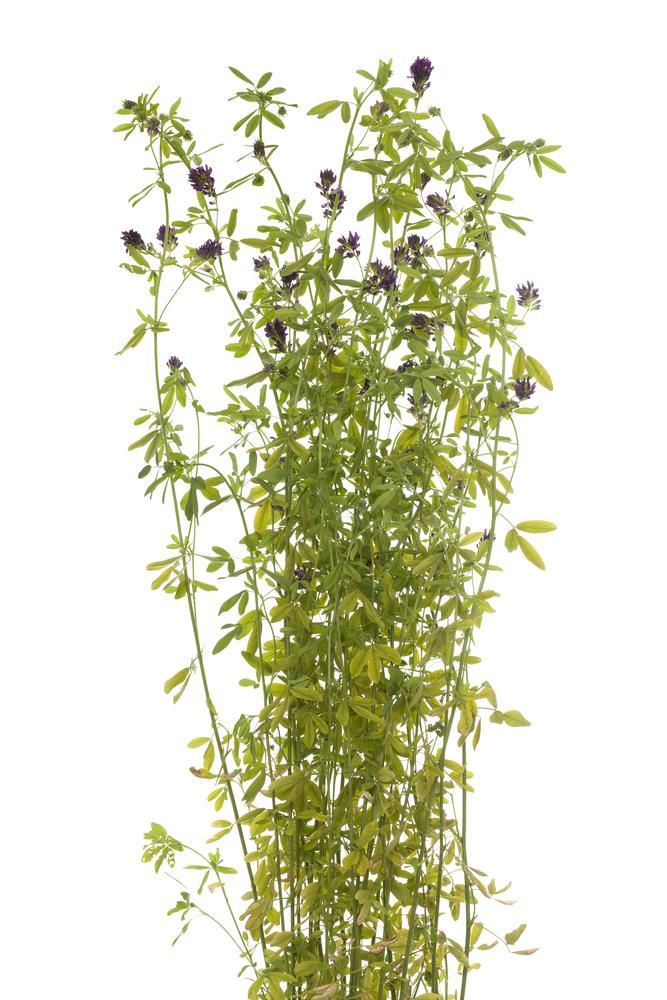 Other Uses Around the 1850s, Native Americans referred to alfalfa as Buffalo Grass. They ground the seeds into flour and used it as an ingredient in bread and gruels.