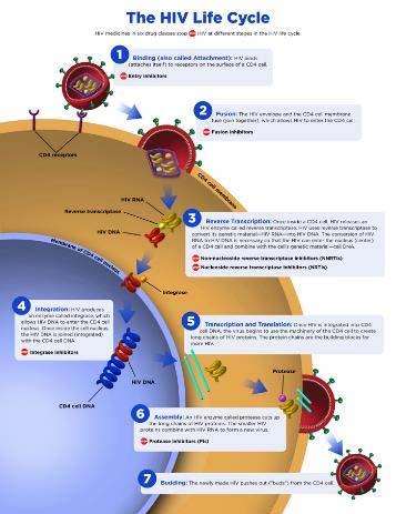 ONCE HIV IS INSIDE YOUR BODY HIV attacks and infiltrates CD4 cells HIV uses the CD4