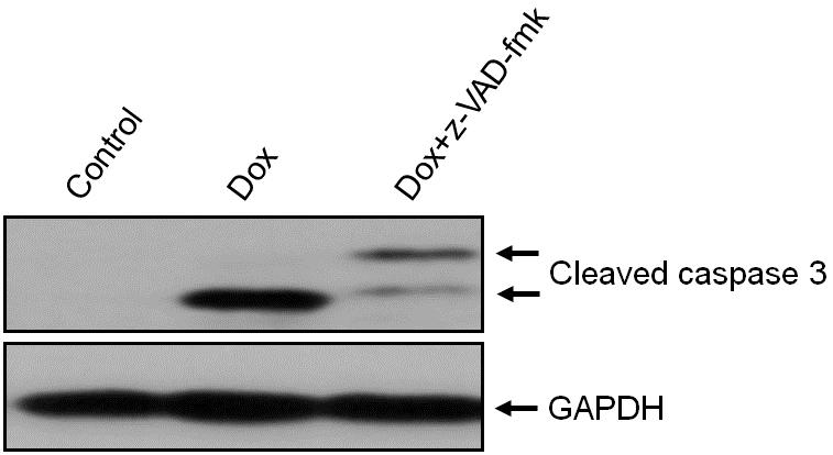Figure S. Dox at a relatively high dose caused apoptosis in a caspase-mediated manner.
