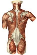 Muscles provide support and