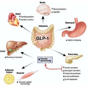 BAGGIO LL & DRUCKER DJ Biology of Incretins: GLP-1 and GIP Gastroenterology 27;132:2131