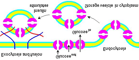 Chem*3560 Lecture 29: Membrane Transport and metabolism Insulin controls glucose uptake Adipose tissue and muscles contain a passive glucose transporter GluT4 which takes up glucose from blood.