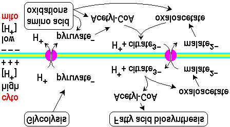 The tricarboxylate carrier links TCA cycle and FA biosynthesis The proton gradient of oxidative phosphorylation helps drive pyruvate into the mitochondrion.