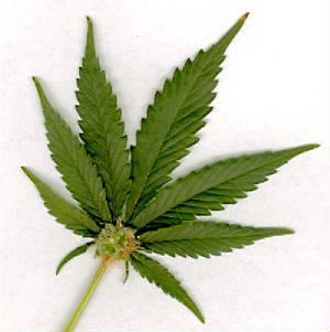 Storefront Medical Marijuana