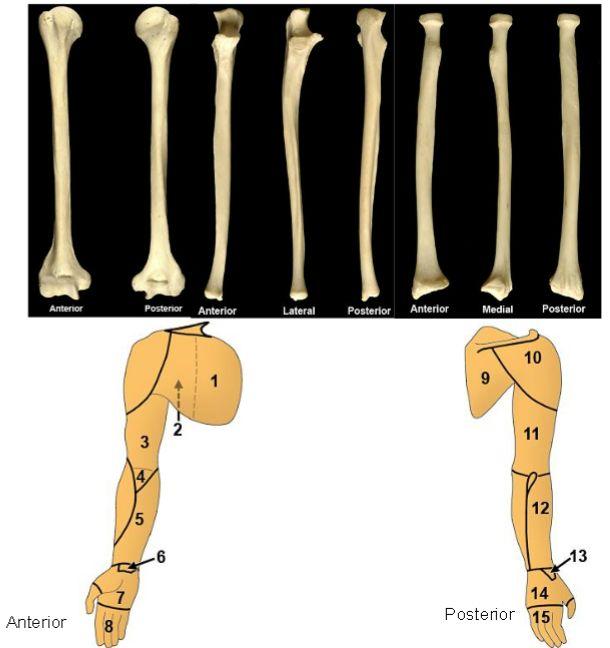 Lecture 9: Forearm bones and muscles Remember, the region between the shoulder and the elbow = brachium/arm, between elbow and wrist = antebrachium/forearm.