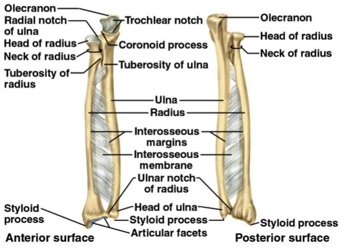 Ulna, radius and interosseous membrane: Ulna (medial) lies inline with the pinky finger. Starts of quite wide (proximally) and tapers to be quite narrow distally.