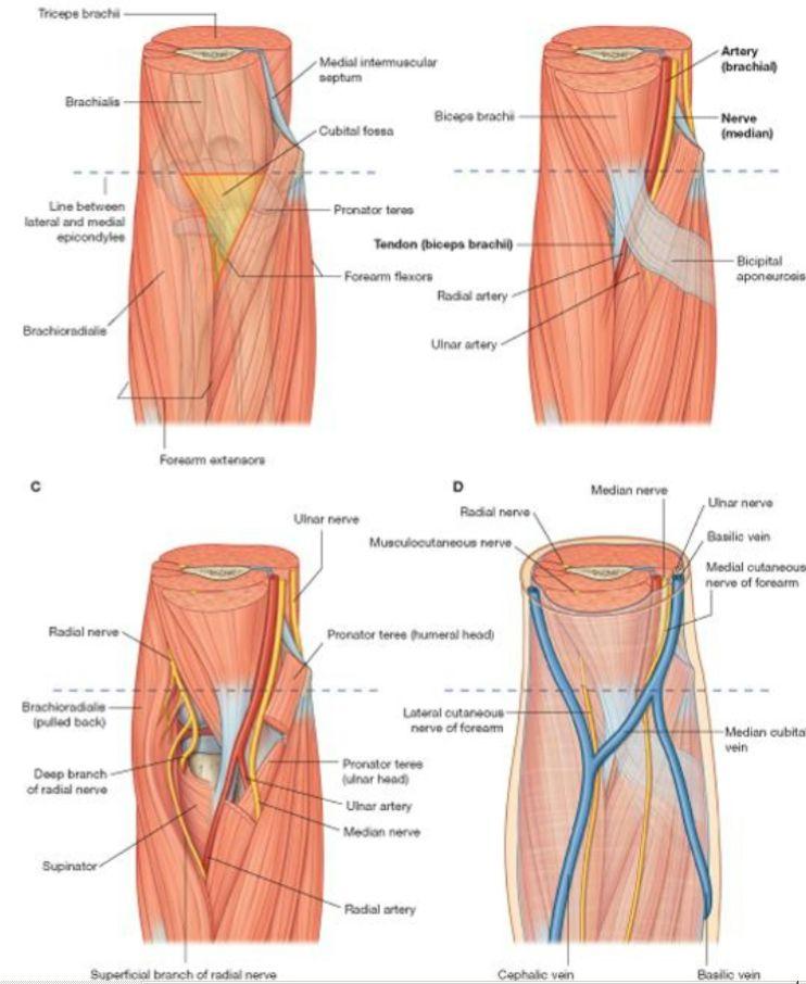 The cubital fossa is between the medial and lateral epicondyles of the humerus (so imagine we draw a horizontal line, dotted line in above picture), pronator teres (medially) and brachioradialis