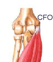 (roof) of cubital fossa. On either side of the veins we have the lateral and medial cutaneous nerves of the forearm. These are also in the roof.