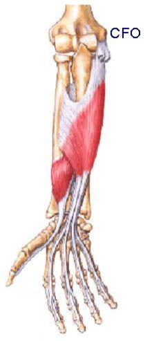 On the lateral side, going into the supinator muscle we have the radial nerve, on the medial side we have the ulnar nerve.