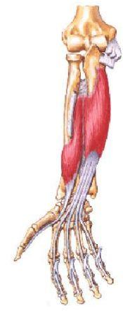 also produced by the biceps. The radius moves relative to the ulna.