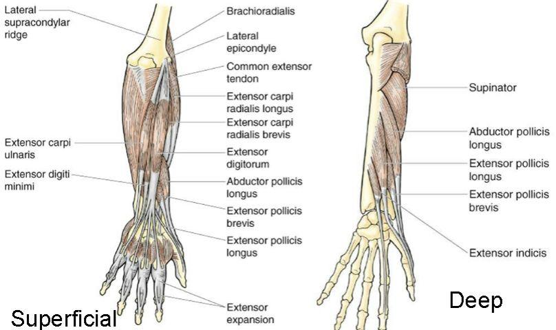 Posterior (extensor) compartment: 11 muscles in the extensor compartment 2 layers: superficial (6) and deep (5) 1.