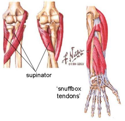 previously grouped with triceps, some consider it part of the upper arm, others as part of the forearm) Most arise from the common extensor origin (CEO) 2.
