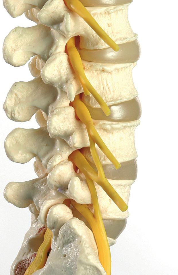 When back pain originates from the facet joints, a specific type of injection may reduce inflammation and provide pain relief.