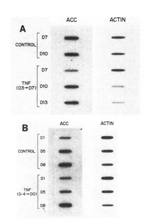 Regulaton of AcetylCoA Carboxylase mrna 401 ACC ACTIN ACC ACTIN CONTROL D7 D1O CONTROL D8 24 h D7 48h (D3D7) B CONTROL (D4 DO) D1O D13 D1 D5 08 D1 05 D8 ACC ACTIN Fg. 8.
