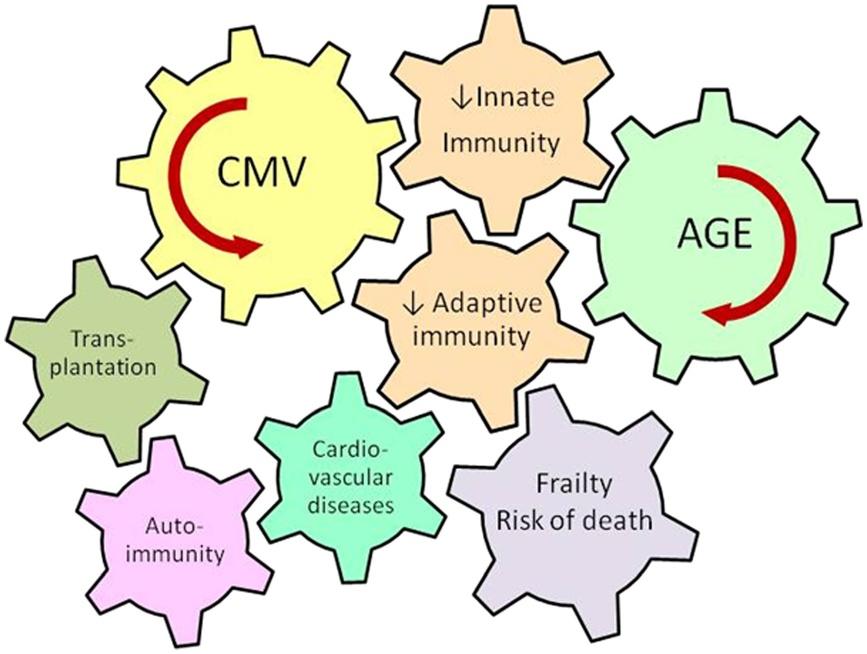 Solana et al. Immunity & Ageing 2012, 9:23 Page 7 of 9 Figure 2 Age and CMV infection are major driving forces contributing to the deterioration of innate and adaptive immunity.