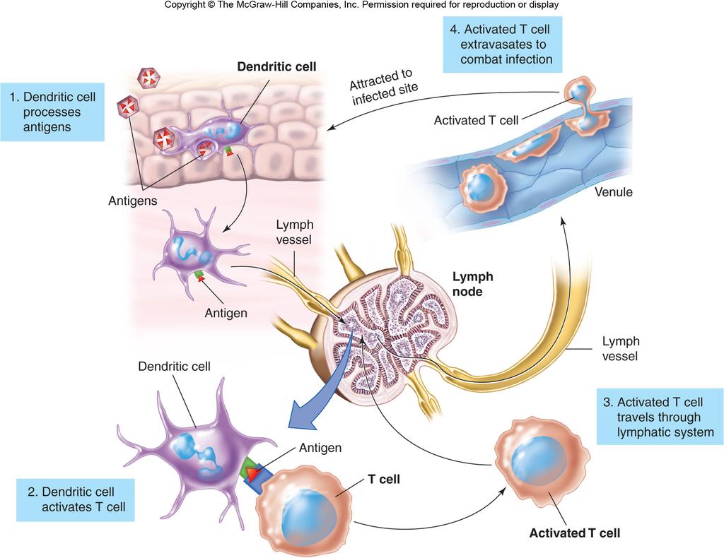 Antigen-presenting cells, such as dendritic cells and macrophages, help T cells bind to antigens.