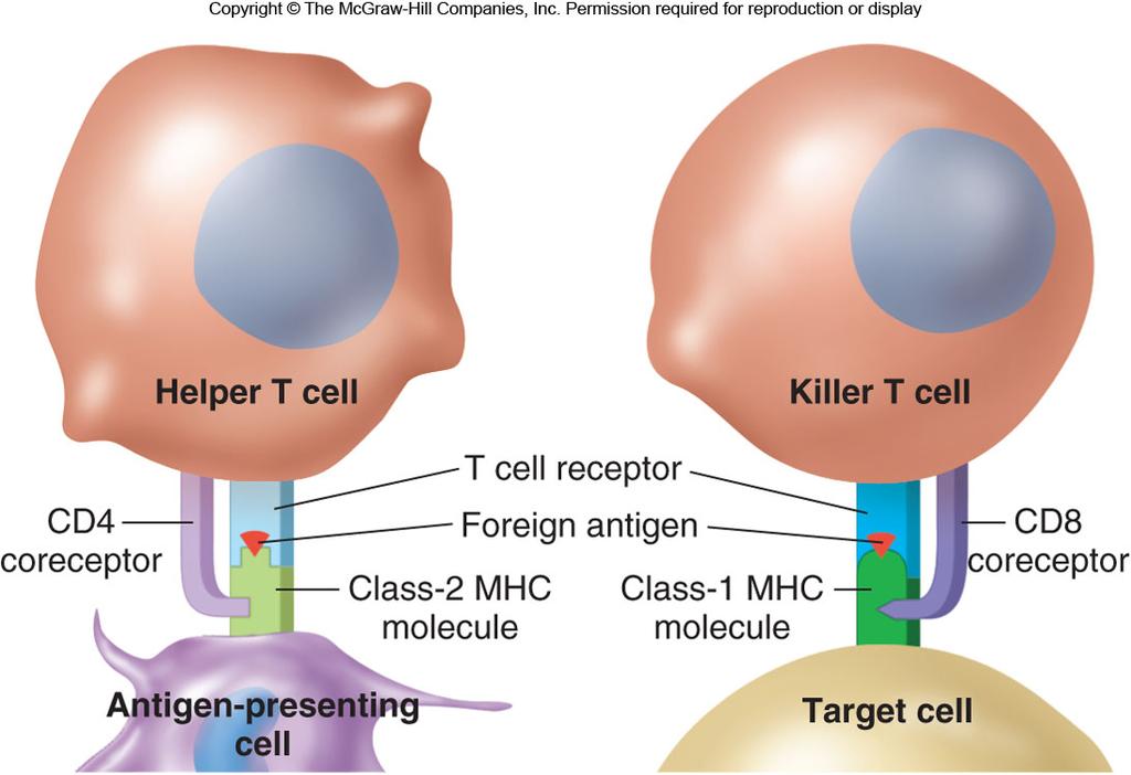 MHC MHC MHC genes produce two classes of cell surface molecules: class 1 and class 2.
