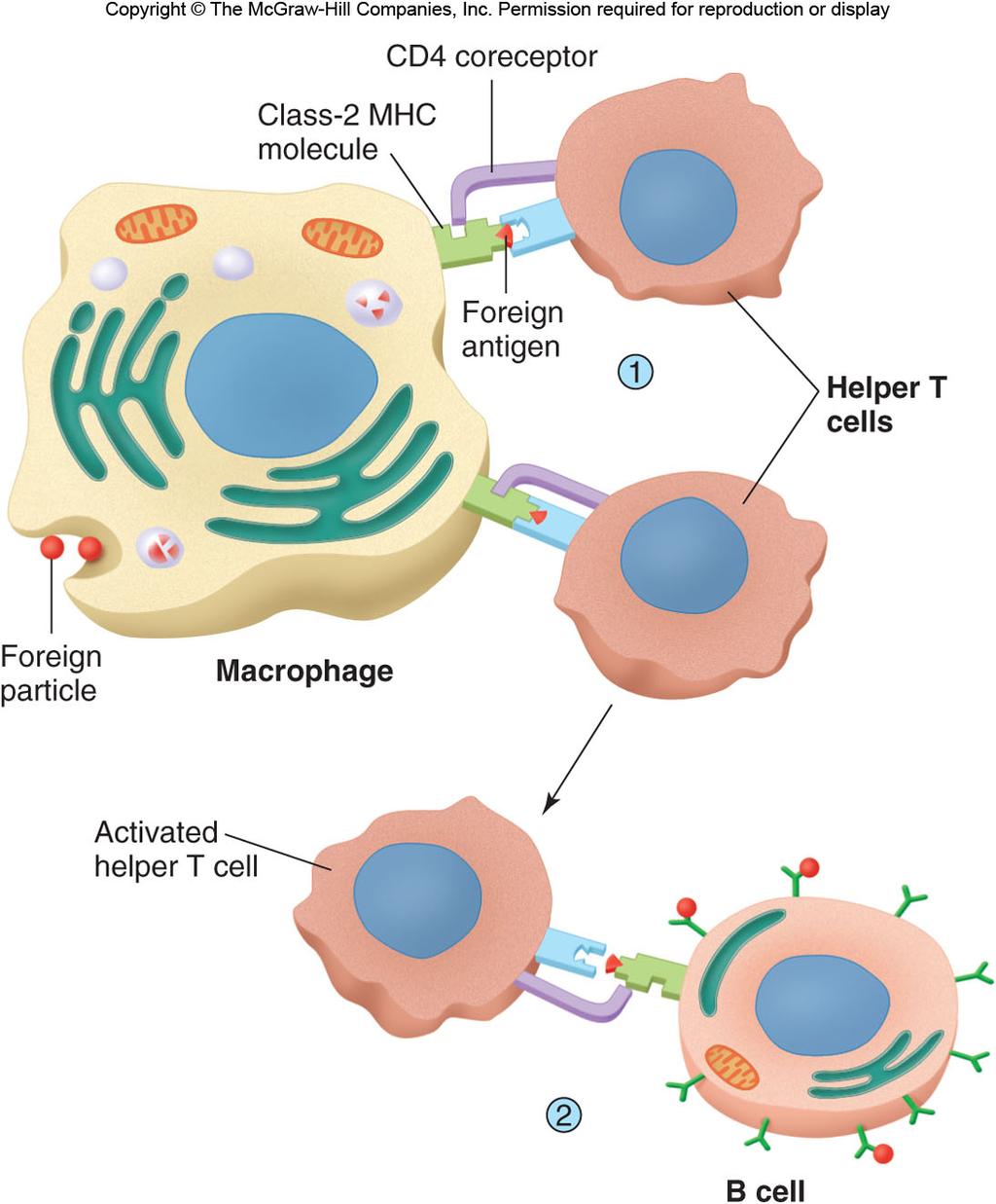Class 2 is made by antigen-presenting cells and B cells Class 2 MHC molecules and foreign antigens are