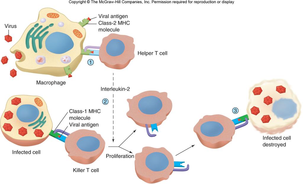 interleukin-1, which stimulates helper T cell mitosis.