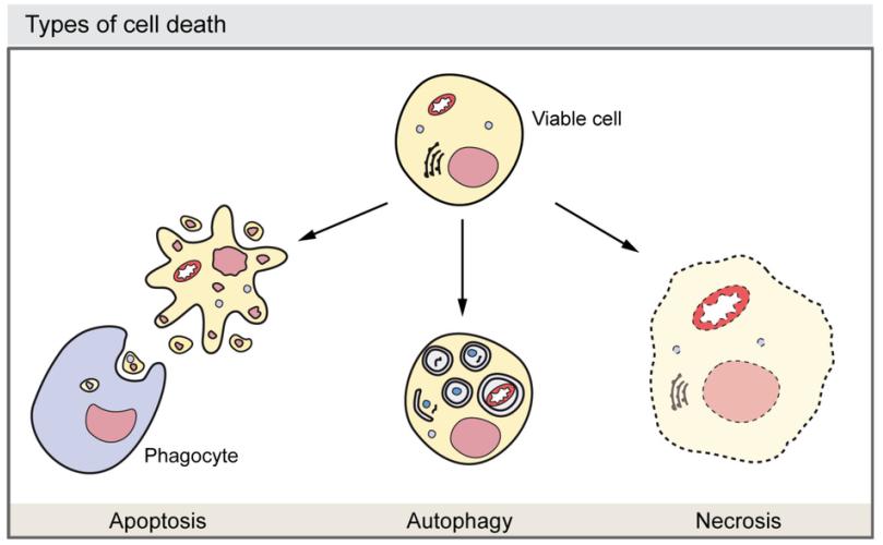 14 Cell death following radionuclide therapy APOPTOSIS (cell suicide) = programmed (I-131, Xe-33, Ir-192, Sr-89) NECROSIS (cell explosion)=