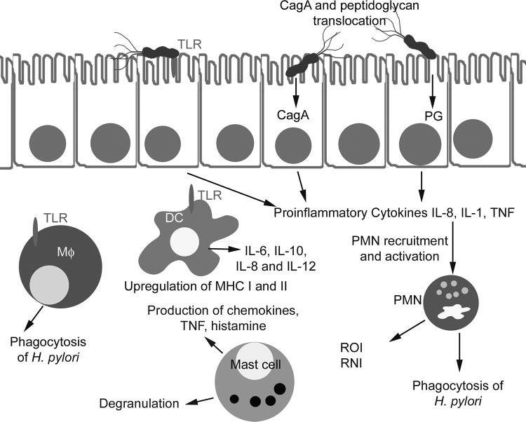 VOL. 19, 2006 HELICOBACTER PYLORI PERSISTENCE 605 FIG. 3. Innate immune recognition of H.