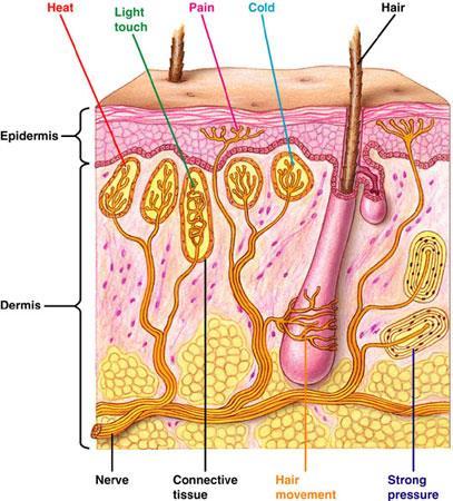 UNIT 5: Nervous System- Senses Somatic Senses Somatic senses are associated with receptors in the skin, muscles, joints, and viscera (organs of the body) Include senses of touch, pressure,