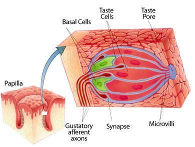 sense a 6 th taste: metallic, alkaline, umami (MSG) SMELL: Olfactory receptors are also Olfactory cells have