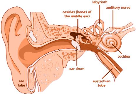 Sense of Hearing: The Ear The ear has two sensory functions Sense of and Structure of the Ear The ear is divided into three parts: the external ear, the middle ear, and the inner ear External Ear