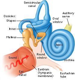 (eardrum)- stretches across the inner end of the auditory canal, separating it from the middle ear Middle Ear (Tympanic Cavity) Auditory Ossicles- Malleus, incus, stapes 3 very small bones named for