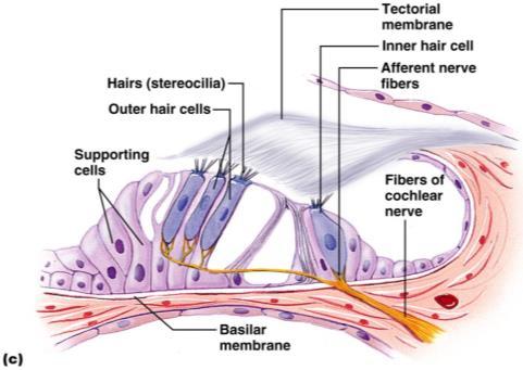 Sense of Hearing Sound occurs from cochlea means snail Fluid then stimulates hair cells