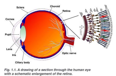 incomplete innermost layer of the eyeball Has no anterior portion Optic disk: Retina also contains
