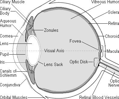Lens actively bends light to focus an image on the retina The Role of Photopigments Both rods and