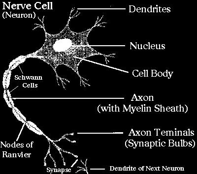 information OUT of the brain and spinal cord Communicate