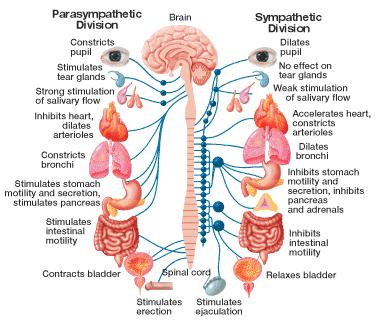 2 DIVISIONS OF THE AUTONOMIC SYSTEM 1. SYMPATHETIC Nervous System a. Prepares the body for action b. Fight or Flight c.