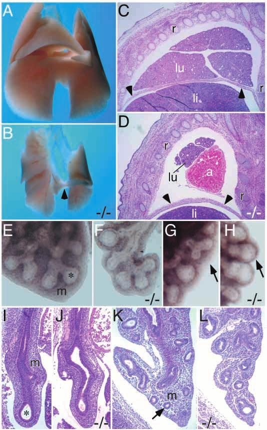 2098 J. S. Colvin and others Table 3. Cell proliferation in Fgf9 / lungs % labeled Age Genotype n* Tissue ±s.d. P value E10.5-E11.5 +/+, +/ 16 Epithelium 58.7±8.7 / 18 Epithelium 56.0±8.0 0.
