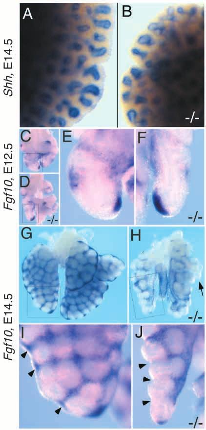 2102 J. S. Colvin and others Fig. 5. Whole-mount in situ hybridization for Shh and Fgf10 in embryonic Fgf9 / lungs. (A,B) In situ hybridization for Shh in E14.5 control (A) and Fgf9 / (B) lungs.