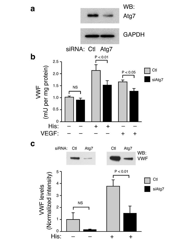 Figure 3: sirna mediated knockdown of Atg7 inhibits VWF secretion. a) Atg7 expression following sirna-mediated knockdown of Atg7.