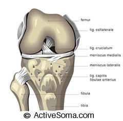THE KNEES - ANATOMY Five Steps To Better Posture The Knee Joint The knee is made of the relationship between the Femur (thigh bone), Tibia (shin bone of the lower leg), and the Patella (knee cap).
