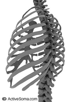 THE RIB CAGE - ANATOMY Good posture requires the alignment of the rib cage with the head above and the pelvis below.