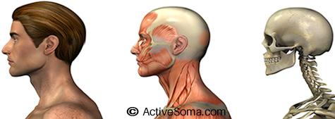 HEAD & NECK - ANATOMY Five Steps To Better Posture Anatomy Cranium Cervical spine (neck): made up of 7 cervical vertebrae Function: The Cervical Spine (neck) is the area between the Cranium (head)