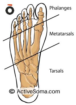 THE FEET - ANATOMY Five Steps To Better Posture The foot is made up of 26 bones that interconnect with each other to create over 33 joints.