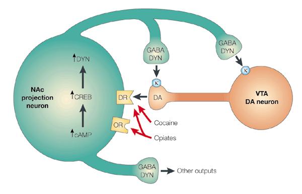 Molecular and cellular mechanisms of opiates and cocaine action in the VTA NAc pathway 23