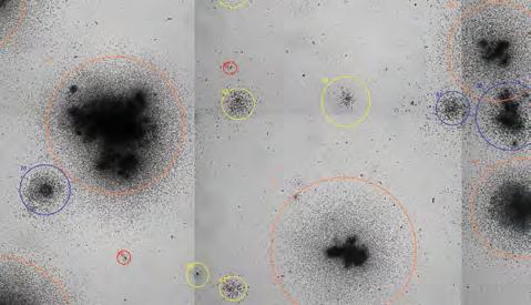 Red circles identify the smallest colonies - size class 1, yellow circles - size class 2, blue circles - size class 3 and orange circles identify the largest colonies - size class 4. Table 1.