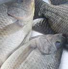 Digestibility of rendered products for tilapia*