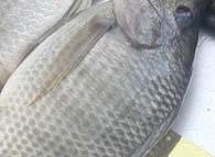 Conclusions for tilapia Rendered animal products can