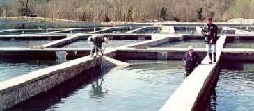 Rainbow trout (Oncorhynchus mykiss) Farmed in raceways, ponds, sea cages, tanks Carnivore, tolerates high lipid & relatively high starch General diet for trout* Ingredient %